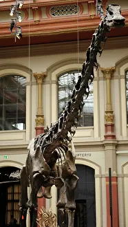 Extinction: Diplodocus skeleton. Natural History Museum, Berlin