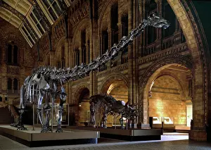 Ceratopia: Diplodocus & Triceratops