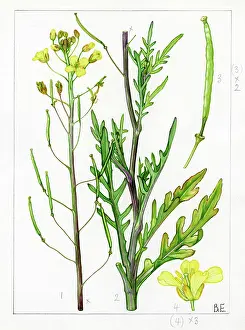 Pods: Diplotaxis tenuifolia - perennial wall-rocket