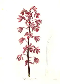 Henslow: Dipodium squamatum orchid