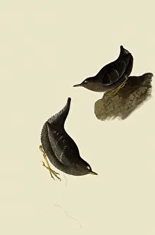 Dippers: Dipper, Cinclus mexicanus