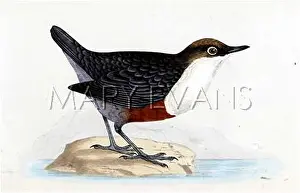Dipper: DIPPER (MORRIS)