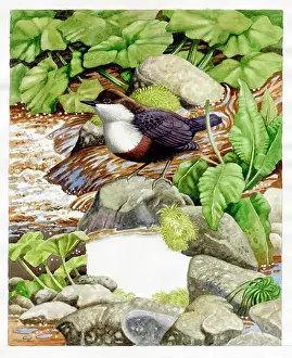 Dippers: Dipper standing on a rock by a river