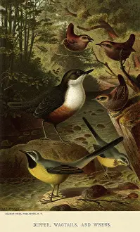 Amidst: Dipper, Wagtails, Wrens