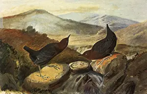Dippers: Dippers