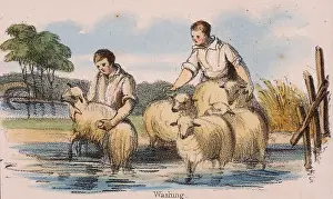 Dipping: Dipping or washing sheep. From Graphic Illustrations