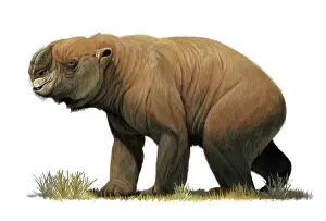 Diprotodon optatum, the largest known marsupial