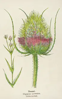 Teasel: DIPSACUS SYLVESTRIS