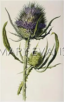 Teasel: DIPSACUS SYLVESTRIS
