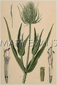 Teasel: DIPSACUS SYLVESTRIS
