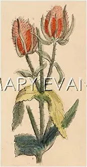 Teazle: DIPSACUS SYLVESTRIS