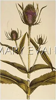 Teasel: DIPSACUS SYLVESTRIS