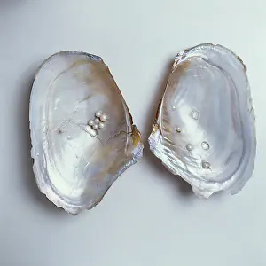 Bivalve: Dipsas sp