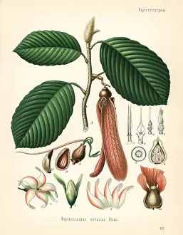 Kohler: Dipterocarpus retusus. Vulnerable