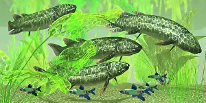 Osteichthyes: Dipterus is an extinct freshwater lungfish from the ?