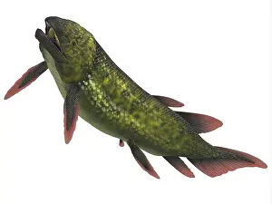 Osteichthyes: Dipterus is an extinct freshwater lungfish