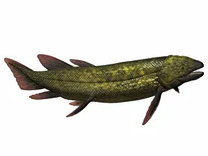 Osteichthyes: Dipterus, an extinct genus of freshwater lungfish