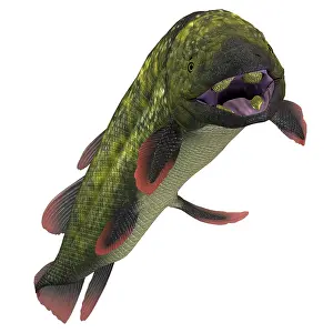 Paleozoic: Dipterus prehistoric fish