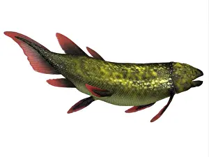 Paleozoic: Dipterus prehistoric fish, side profile
