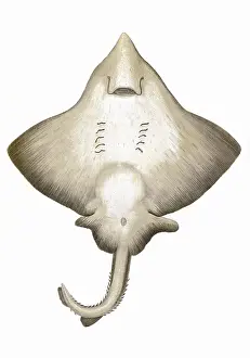 Skates: Dipturus intermedia, or Flapper Skate