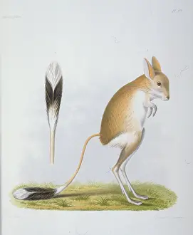Jerboa: Dipus annulatus, gerbil