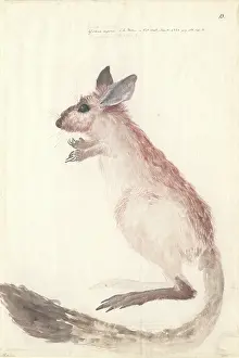 1754 1794: Dipus capensis, cape jerboa