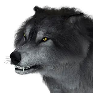 Pleistocene: Dire wolf head, close-up