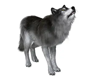 Howling: Dire wolf howling