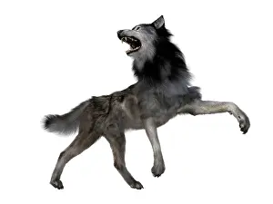 Howling: Dire wolf howling, side view on white background