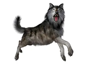 Howling: Dire wolf leaping, side view on white background