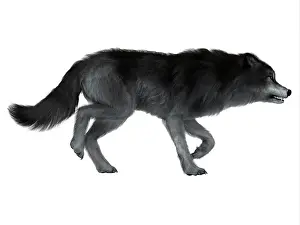 Pleistocene: Dire wolf, side profile