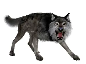 Howling: Dire wolf snarling, front view on white background