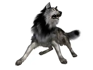 Howling: Dire wolf, front view on white background