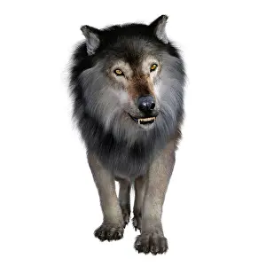 Howling: Dire wolf, front view on white background