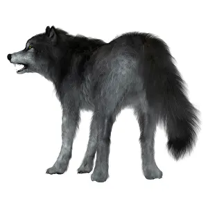 Quaternary: Dire wolf on white background, rear view