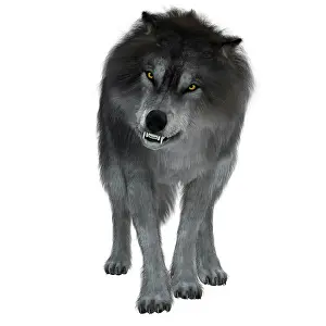 Quaternary: Dire wolf on white background, front view