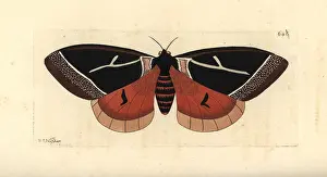 Tarquinia: Dirphia tarquinia moth