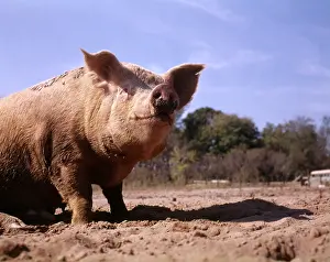 Wallowing: DIRTY PIG WALLOWING IN MUD ON FARM