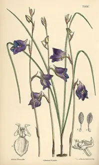 Hand Coloured: Disa lacera var multifida, blue orchid native