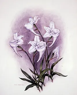 1910 1920: Disa Longicornu, circa 1910-1920