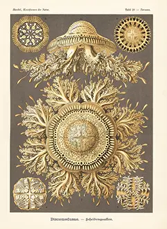 Glitsch: Discomedusae jellyfish