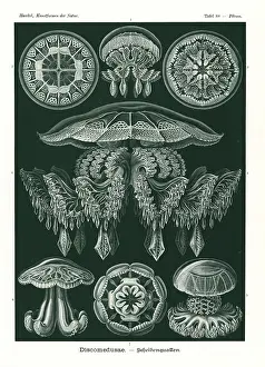 Glitsch: Discomedusae jellyfish