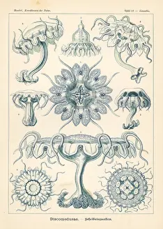Glitsch: Discomedusae jellyfish
