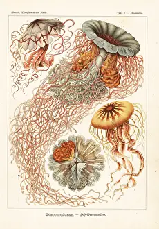 Glitsch: Discomedusae jellyfish species