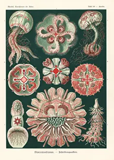 Aurelia: Discomedusae jellyfish species