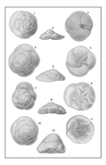 Protista: Discorbina species, foraminifera