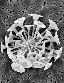 Coccolith: Discosphaera tubifera, coccolithophore