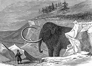 Tusks: Discovery of the Adams mammoth, 1799