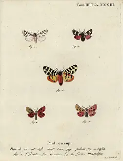 Esper: Discrete chaperon and tiger moths