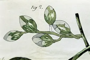 Planta: Disease of the vines. Engraving of 1853
